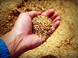 rice-hand-harvest-grain-thailand-1549130