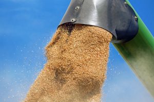 wheat-cereals-wheat-grains-grain-1508654