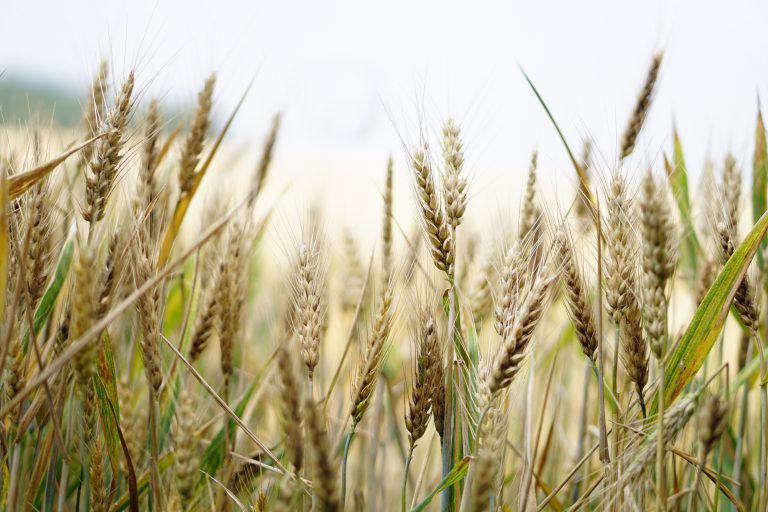 wheat-wheat-field-corn...d-summer-1556698