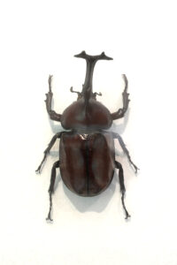 Coleópteros-plaga