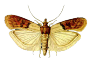 Lepidópteros-plaga
